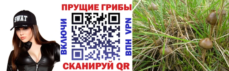Галлюциногенные грибы Psilocybine cubensis купить наркоту OMG маркетплейс Сураж